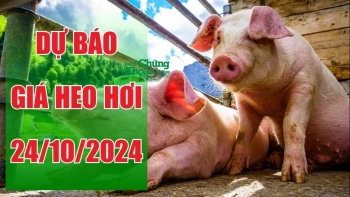 Dự báo giá heo hơi ngày 24/10: Lặng sóng trên diện rộng, người chăn nuôi kỳ vọng vụ Tết