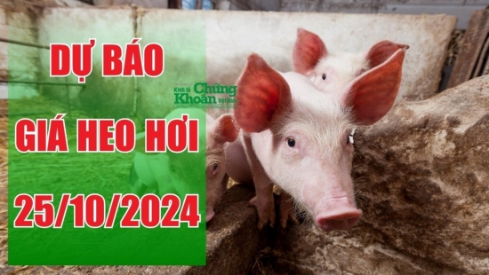 Dự báo giá heo hơi ngày 25/10/2024: Tiếp tục đà giảm 1.000 - 2.000 đồng/kg?