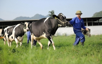 Mộc Châu Milk (MCM) báo lãi giảm sâu – Thị trường sữa bớt “ngọt” với "ông lớn" ngành sữa?