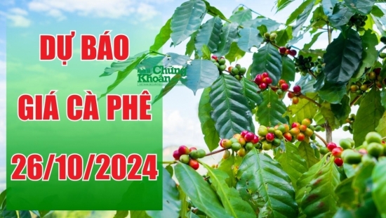 Dự báo giá cà phê ngày 26/10/2024: Tiếp tục giảm mạnh do tác động từ thị trường thế giới