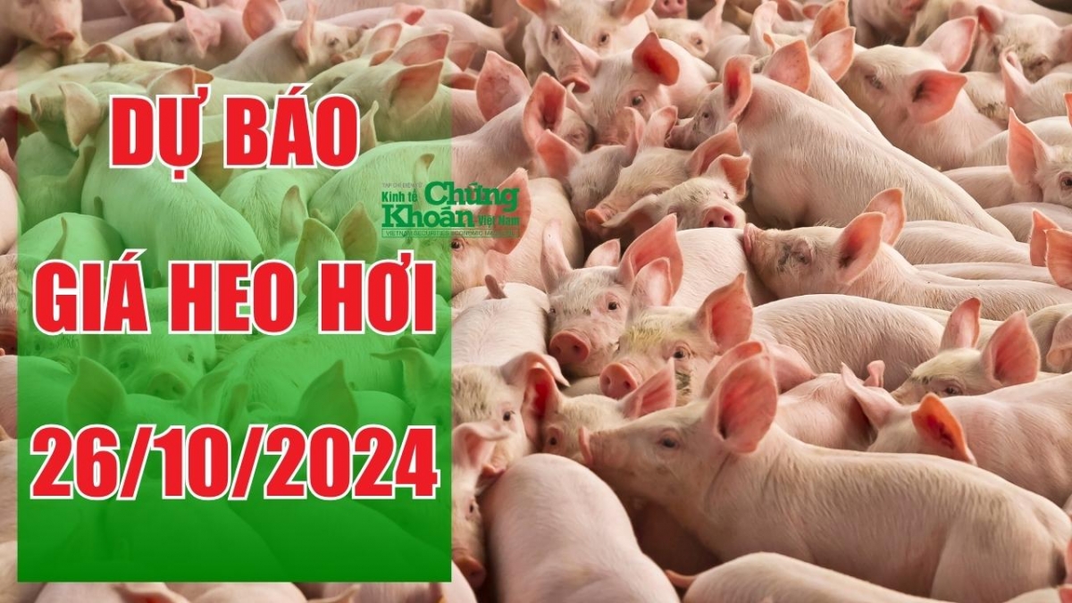 Dự báo giá heo hơi ngày 26/10/2024: Tiếp tục giảm