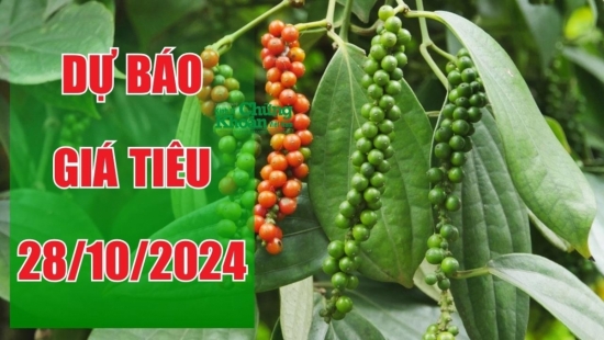 Dự báo giá tiêu ngày 28/10/2024: Thị trường tăng 1.000 - 1.500 đồng/kg trong tuần