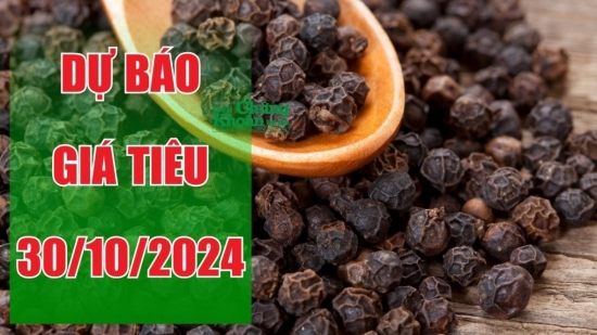 Dự báo giá tiêu ngày 30/10: Sức ép từ đồng USD ảnh hưởng giá tiêu "lao dốc"