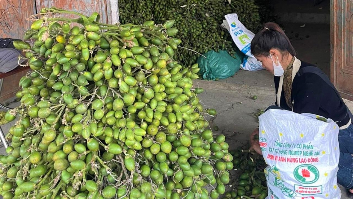 Giá cau tươi hôm nay 30/10: Thị trường cau liên tục hạ nhiệt, cau Nghệ An “rơi tự do”