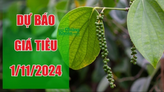 Dự báo giá tiêu ngày 1/11: Đi lên ngay đầu tháng mới, đỉnh mới sẽ được thiết lập