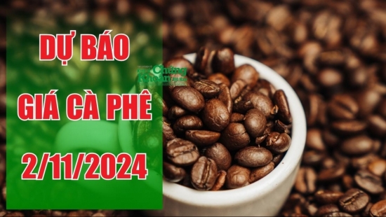 Dự báo giá cà phê ngày 2/11: Có thể tiếp tục lao dốc tại một số tỉnh, thành phố