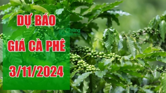 Dự báo giá cà phê ngày 3/11: Tiếp tục giảm, robusta trượt dài khỏi mốc 4.300 USD/tấn