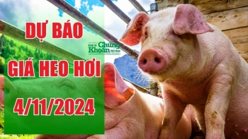 Dự báo giá heo hơi ngày 4/11: Khu vực miền Bắc tăng nhẹ, miền Nam giữ đà giảm