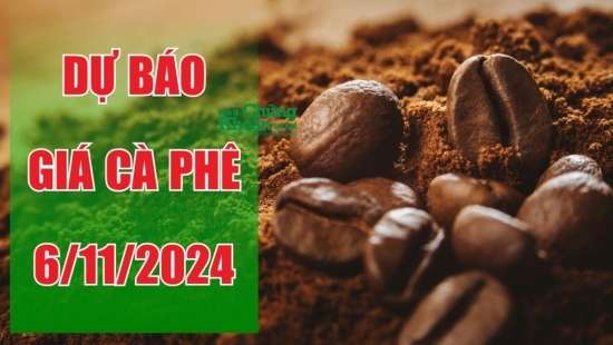 Dự báo giá cà phê ngày 6/11/2024: Tiếp tục xu hướng giảm?