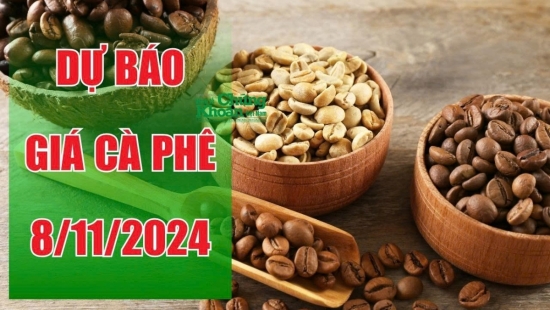 Dự báo giá cà phê ngày 8/11: Xu hướng tích cực, tín hiệu tốt cho người trồng?