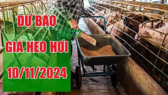 Dự báo giá heo hơi ngày 10/11: Bật tăng ở một số khu vực, heo hơi miền Bắc bất ngờ yên ắng