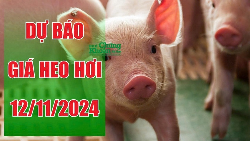 Dự báo giá heo hơi ngày 12/11/2024: Duy trì ổn định, miền Bắc dẫn đầu với mức 64.000 đồng/kg