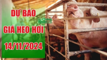 Dự báo giá heo hơi ngày 14/11/2024: Giữ giá hoặc điều chỉnh nhẹ vào những thời điểm cuối năm