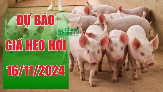 Dự báo giá heo hơi ngày 16/11/2024: Đà tăng tiếp tục ở miền Nam?