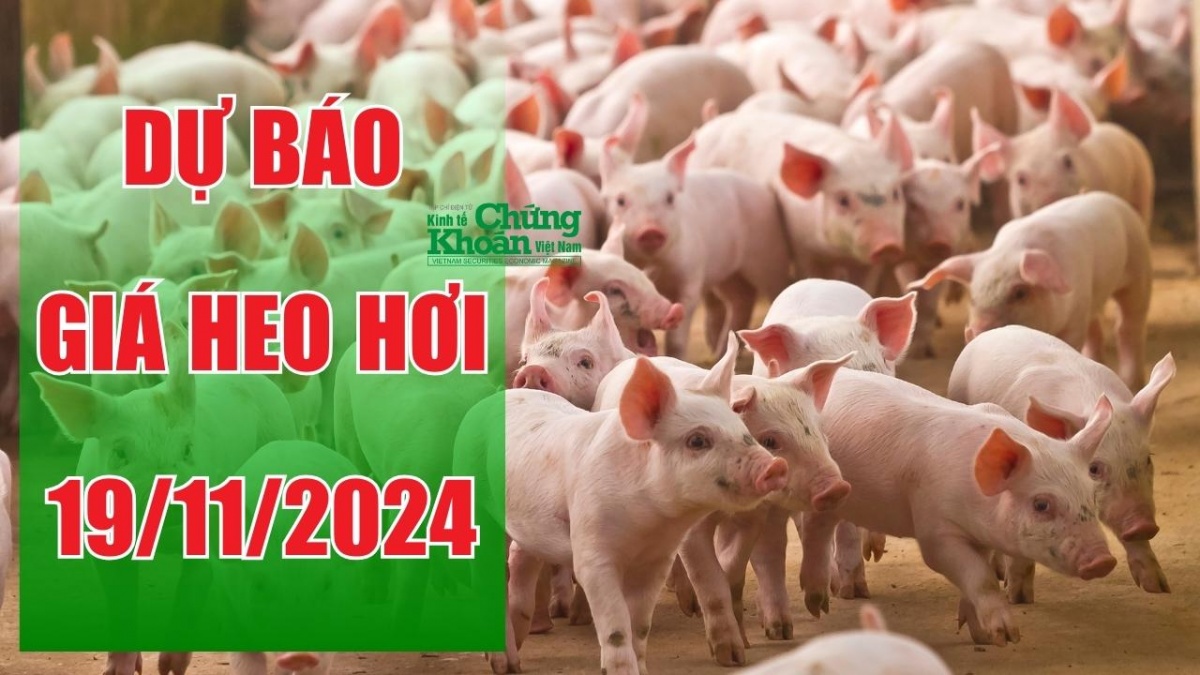 Dự báo giá heo hơi ngày 19/11/2024: Kỳ vọng tăng giá tại các địa phương