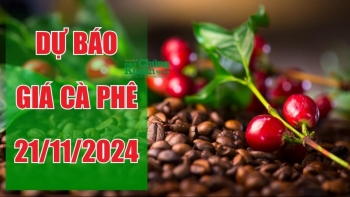 Dự báo giá cà phê ngày 21/11: Vượt mốc kỷ lục, nông dân kiên định với cây cà phê