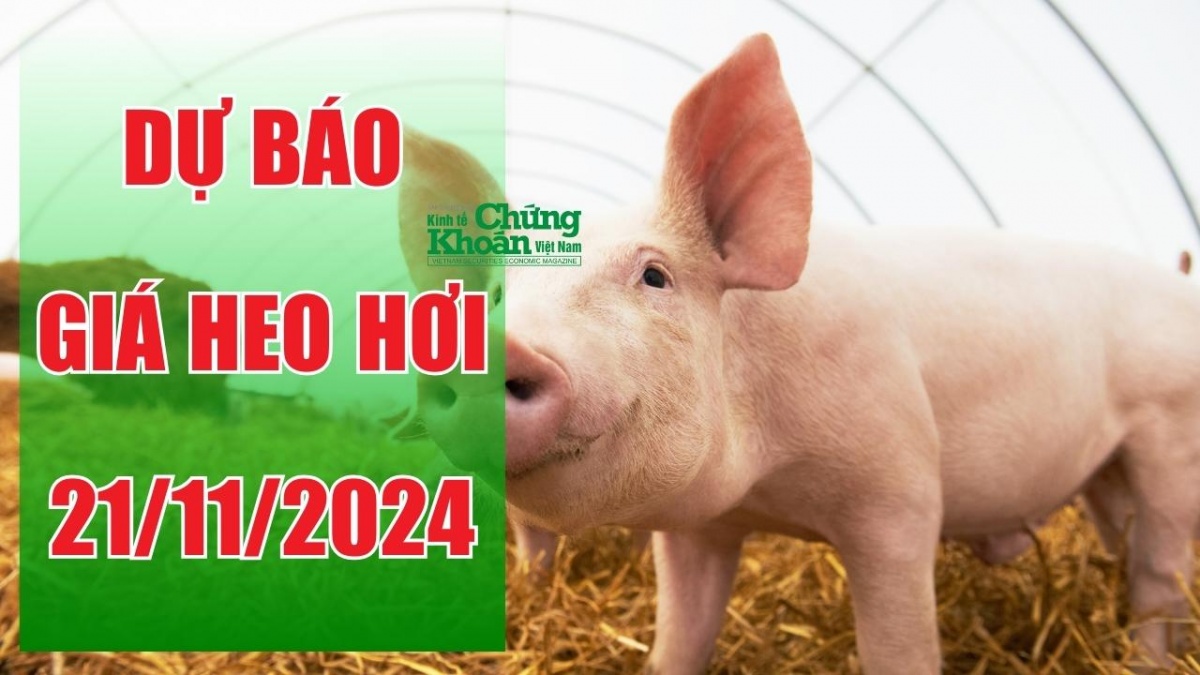 Dự báo giá heo hơi ngày 21/11: Miền Bắc tiếp tục giảm sâu, miền Nam dẫn đầu mức tăng mới?