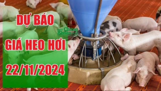 Dự báo giá heo hơi ngày 22/11: Nhu cầu cuối năm đẩy giá tăng tại miền Nam