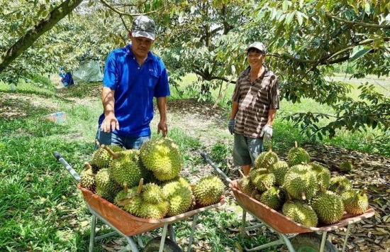 Giá sầu riêng hôm nay 26/11: Ổn định ở mức cao, sầu Thái đạt đỉnh tại Tây Nguyên