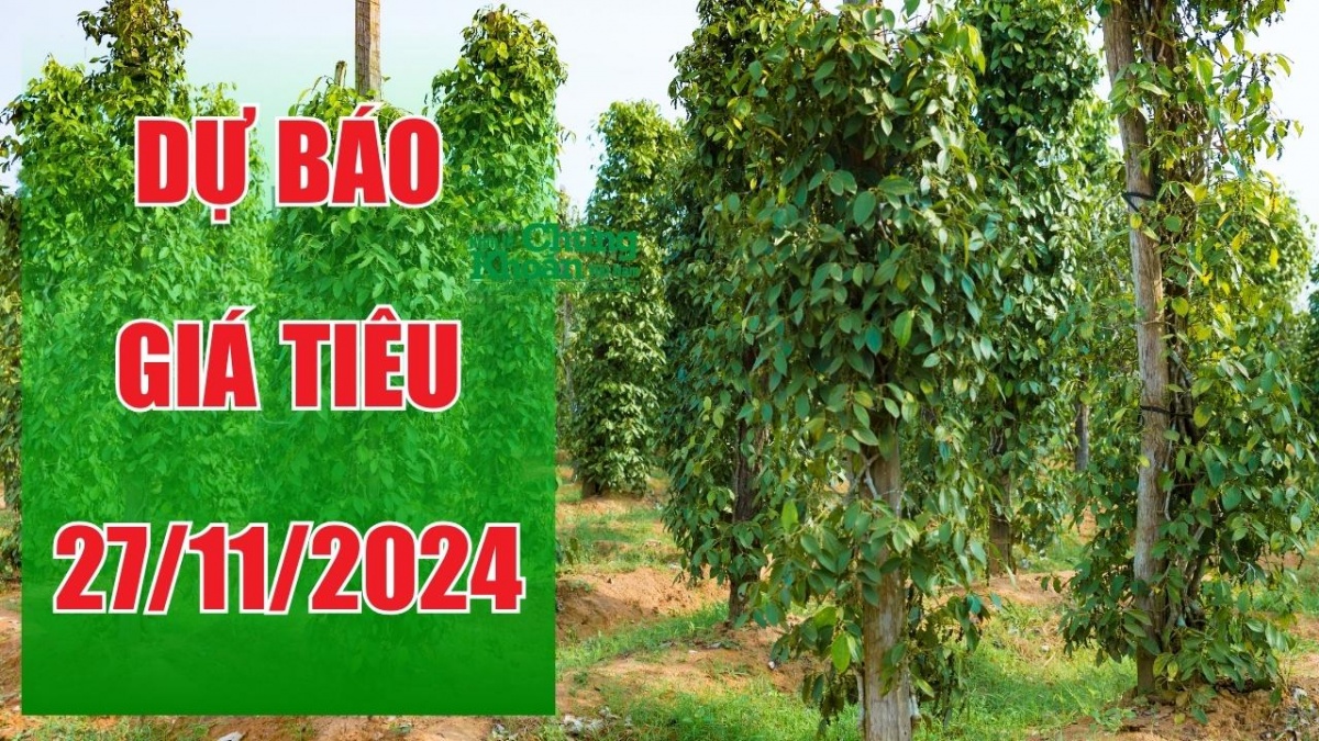 Dự báo giá tiêu ngày 27/11: Vượt ngưỡng 141.500 đồng/kg, cơ hội vàng để tối ưu lợi nhuận?