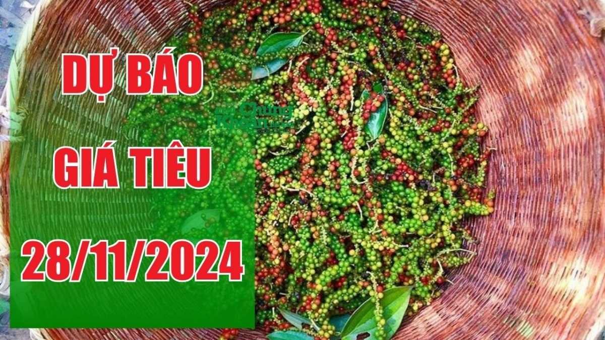 Dự báo giá tiêu ngày 28/11/2024: Liệu có bước chuyển biến bất ngờ?