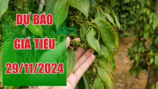 Dự báo giá tiêu ngày 29/11/2024: Tiếp diễn đà tăng mạnh?