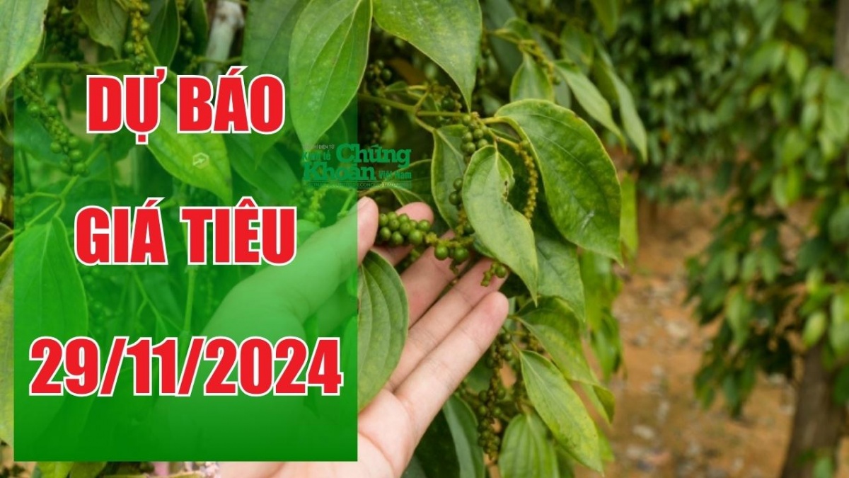 Dự báo giá tiêu ngày 29/11/2024: Liệu đà tăng mạnh có tiếp diễn?