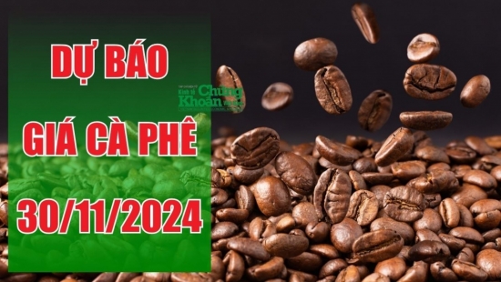 Dự báo giá cà phê ngày 30/11: Robustas tiếp tục lập đỉnh, giá trong nước tăng sát mức kỷ lục