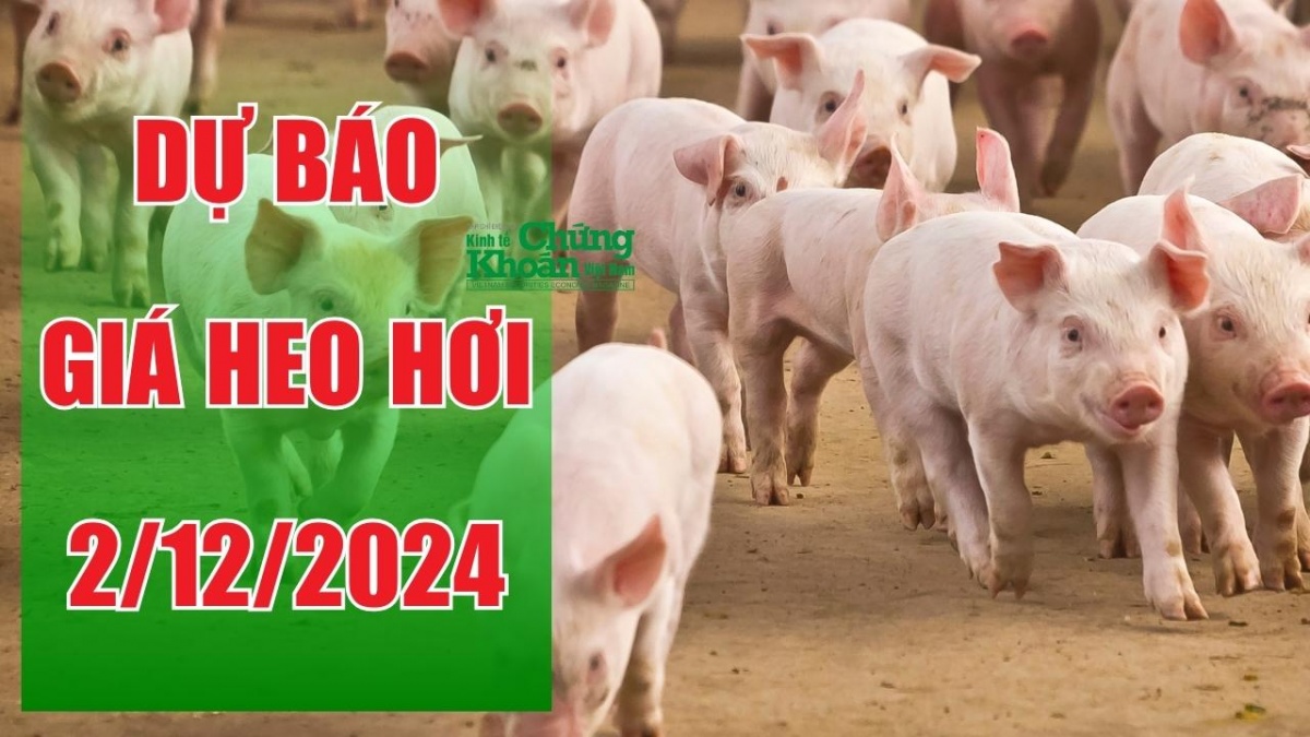 Dự báo giá heo hơi ngày 2/12/2024: Đà tăng hay áp lực giảm?