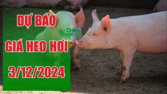 Dự báo giá heo hơi ngày 3/12/2024: Xu hướng ổn định tiếp tục chiếm ưu thế