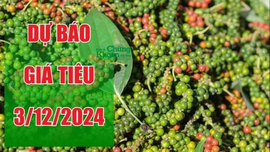 Dự báo giá tiêu ngày 3/12/2024: Trong nước và quốc tế đồng loạt bứt phá