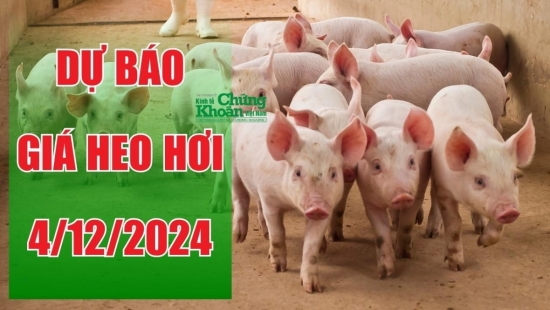 Dự báo giá heo hơi ngày 4/12/2024: Tăng tiếp tại một số khu vực