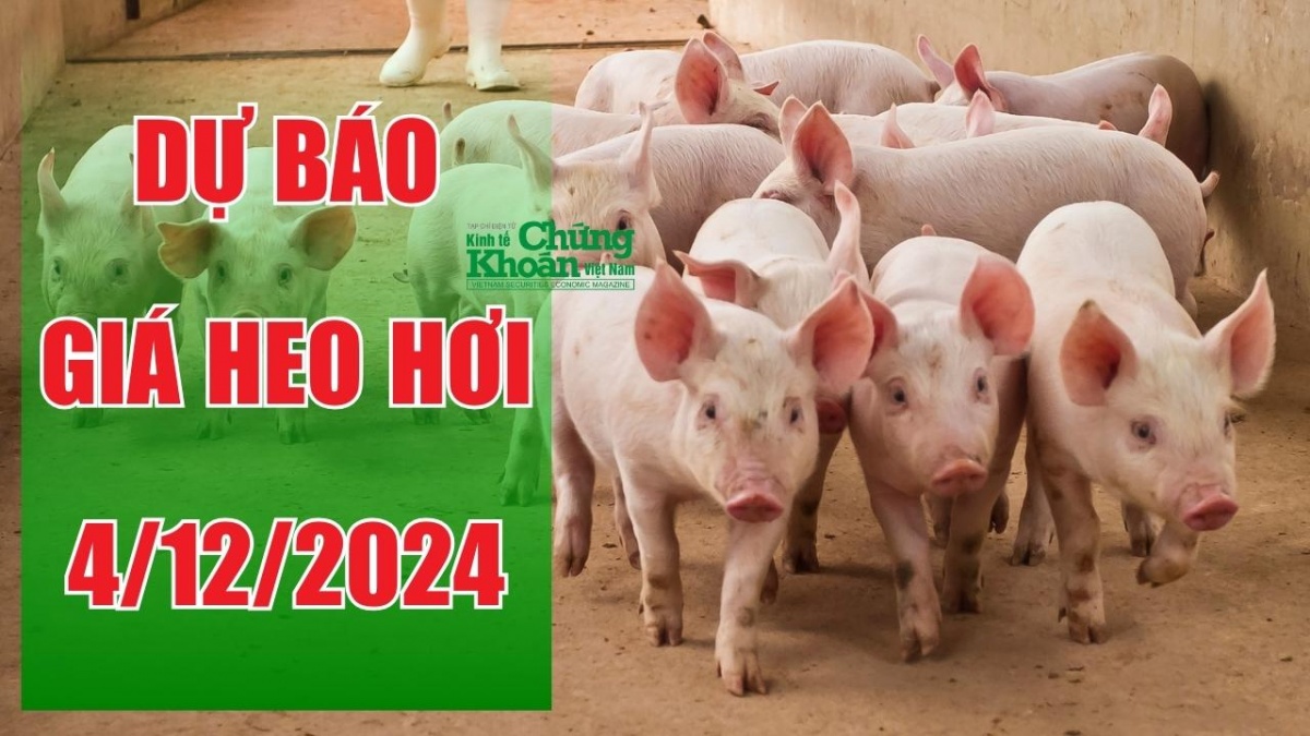 Dự báo giá heo hơi ngày 4/12/2024: Tăng nhẹ tại một số khu vực