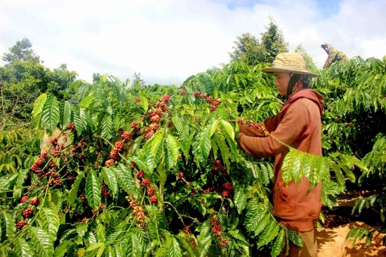 Những câu chuyện thành công từ cây cà phê