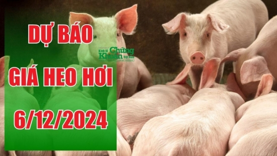 Dự báo giá heo hơi ngày 6/12/2024: Sẽ tiếp tục tăng sau đà hồi phục?