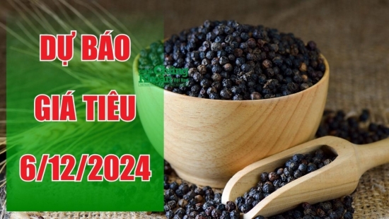 Dự báo giá tiêu ngày 6/12/2024: Liệu có cơ hội bứt phá?