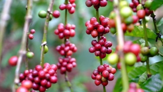 Giá cà phê Arabica và Robusta ngày 6/12: Nối dài đà tăng, nội địa chạm mốc 117.200 đồng/kg