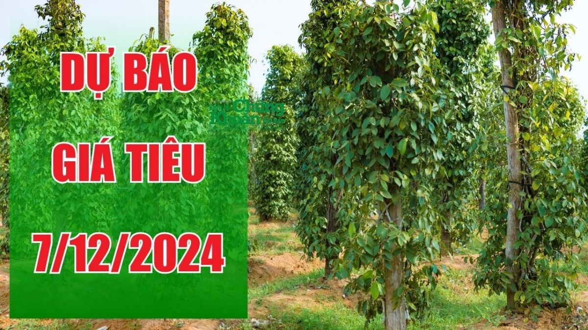 Dự báo giá tiêu ngày 7/12/2024: Liệu có lập đỉnh mới?