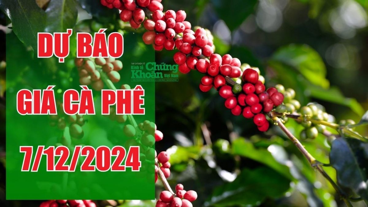 Dự báo giá cà phê ngày 7/12/2024: Liệu có tiếp tục tăng mạnh sau đợt phục hồi?