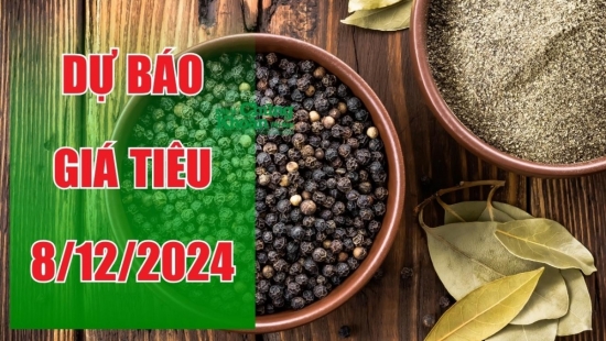 Dự báo giá tiêu ngày 8/12/2024: Liệu có đạt mốc kỷ lục 146.000 đồng/kg