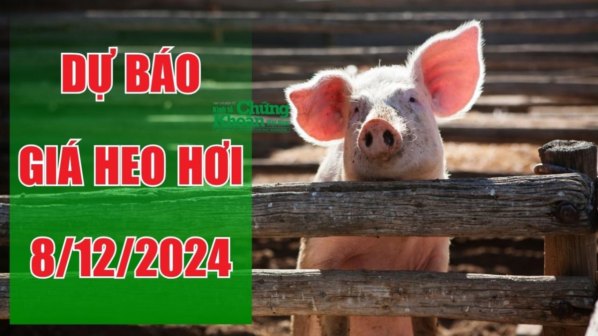 Dư báo giá heo hơi ngày 8/12/2024: Đà tăng liệu có duy trì?