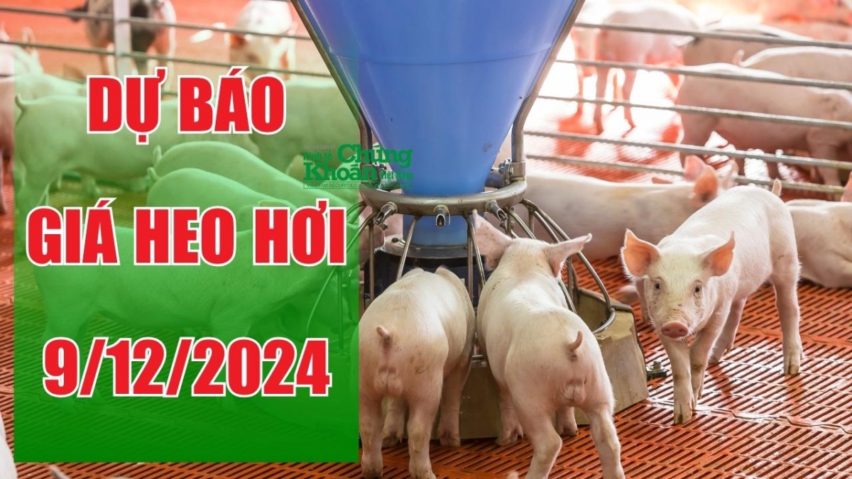 Dự báo giá heo hơi ngày 9/12/2024: Đà tăng có tiếp tục duy trì?