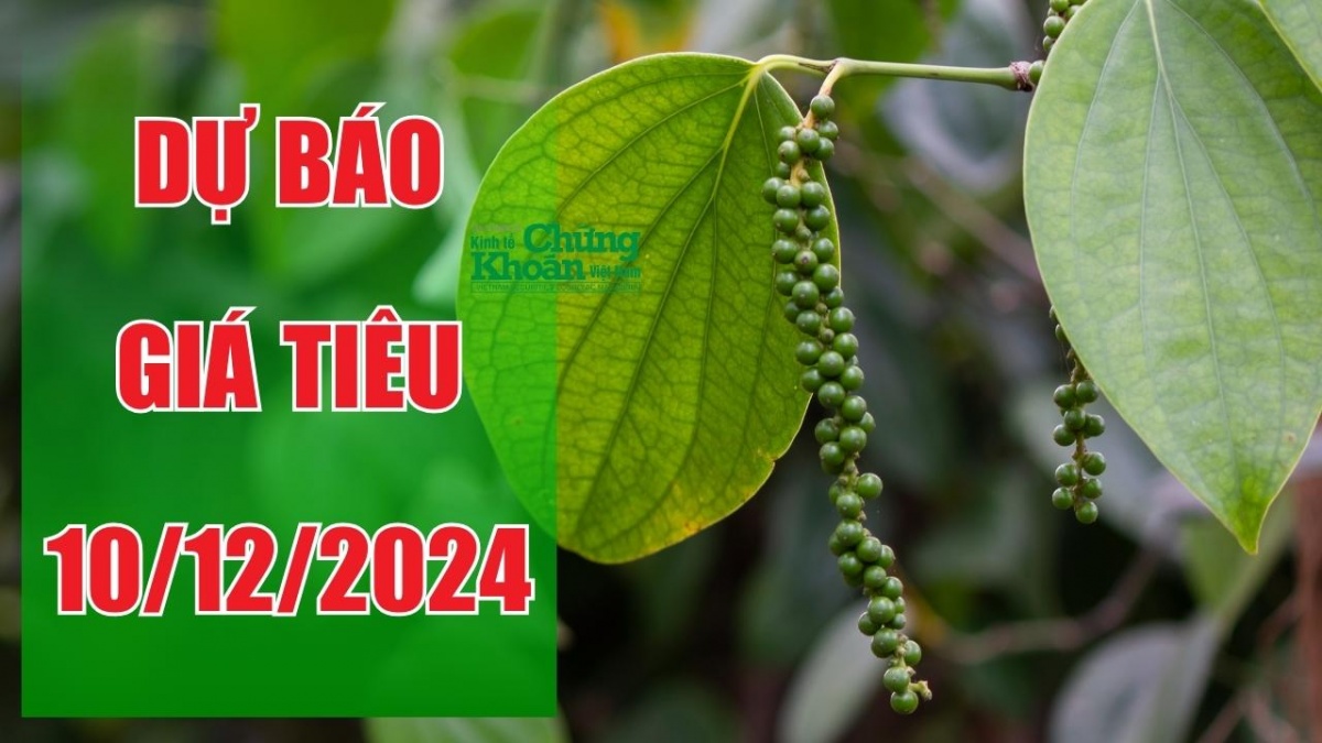 Dự báo giá tiêu ngày 10/12/2024: Tiếp tục tăng hay chững lại sau đợt phục hồi mạnh mẽ?