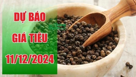 Dự báo giá tiêu ngày 11/12/2024: Liệu ngày mai có đột phá?