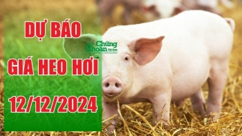 Dự báo giá heo hơi ngày 12/12/2024: Tiếp tục tăng trong giai đoạn cuối năm?