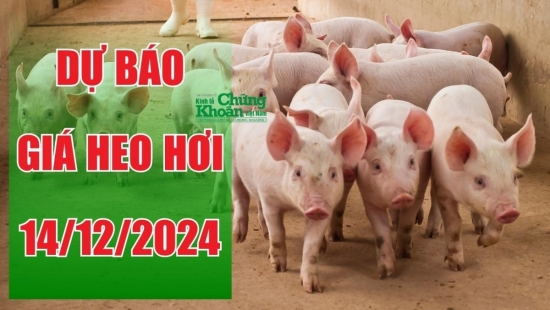 Dự báo giá heo hơi ngày 14/12: Miền Nam tiếp tục nhích giá, miền Bắc và Trung ổn định