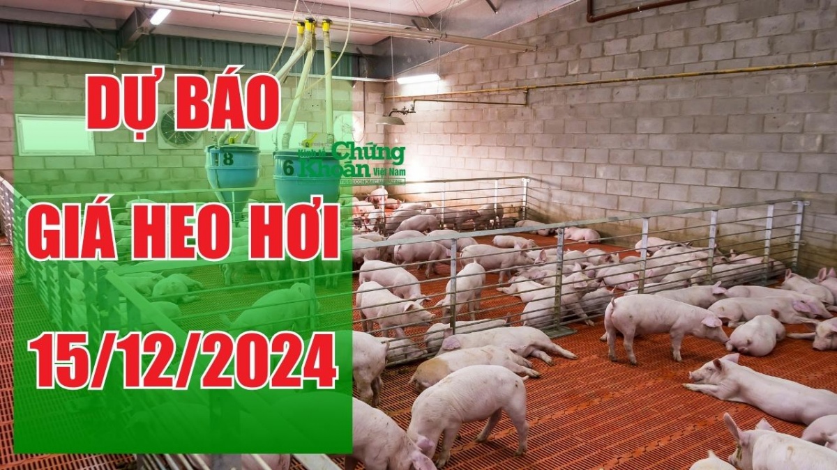 Dự báo giá heo hơi ngày 15/12/2024: Khả năng leo lên mức 66.000 đồng/kg?