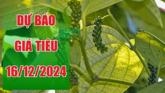 Dự báo giá tiêu ngày 16/12/2024: Đà tăng sẽ tiếp tục vào tuần mới?