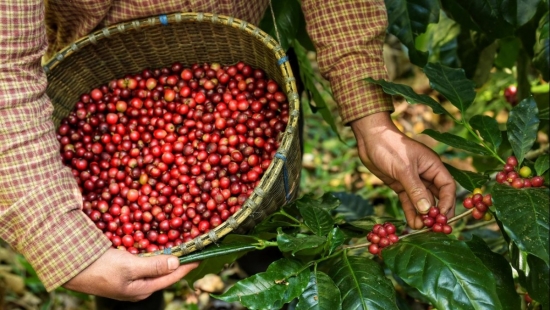 Giá cà phê Đắk Nông lập đỉnh kỷ lục, triển vọng vụ mùa toàn cầu gặp thách thức