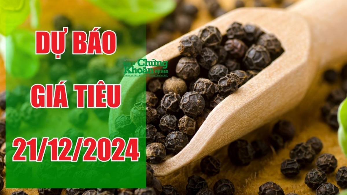 Dự báo giá tiêu ngày 21/12: Liệu Tây Nguyên có đạt được mức cao nhất cả nước?